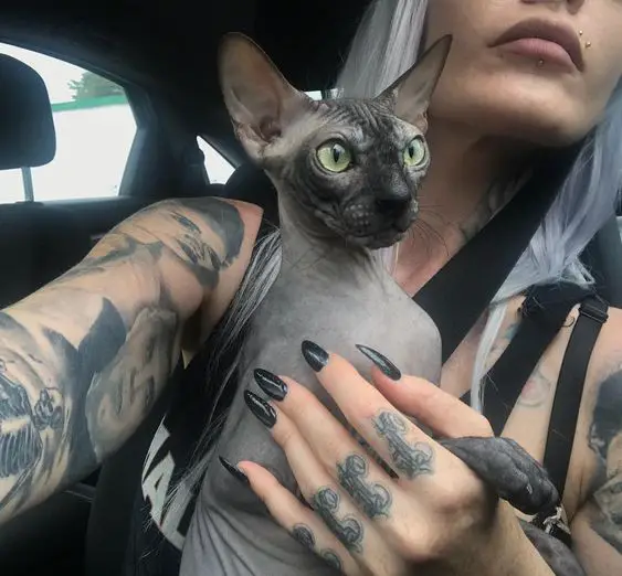 Sphynx Cat siting on the car with its owner