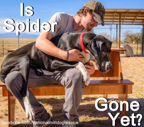 Great Dane sitting on a man's lap while looking at the grass photo with a text 