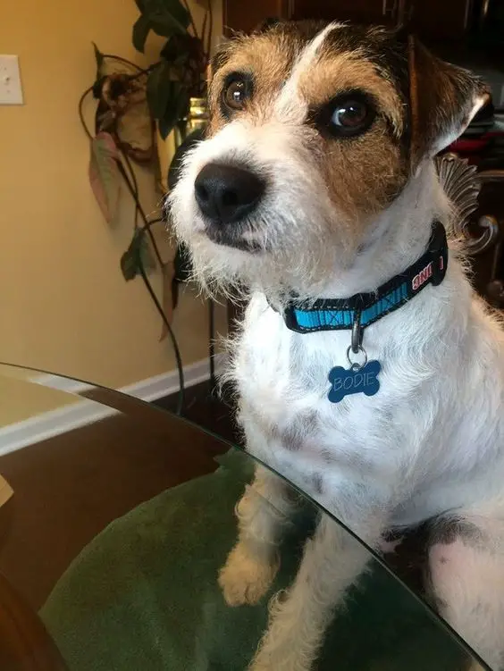 A Jack Russell sitting on the chair in front of the glass table