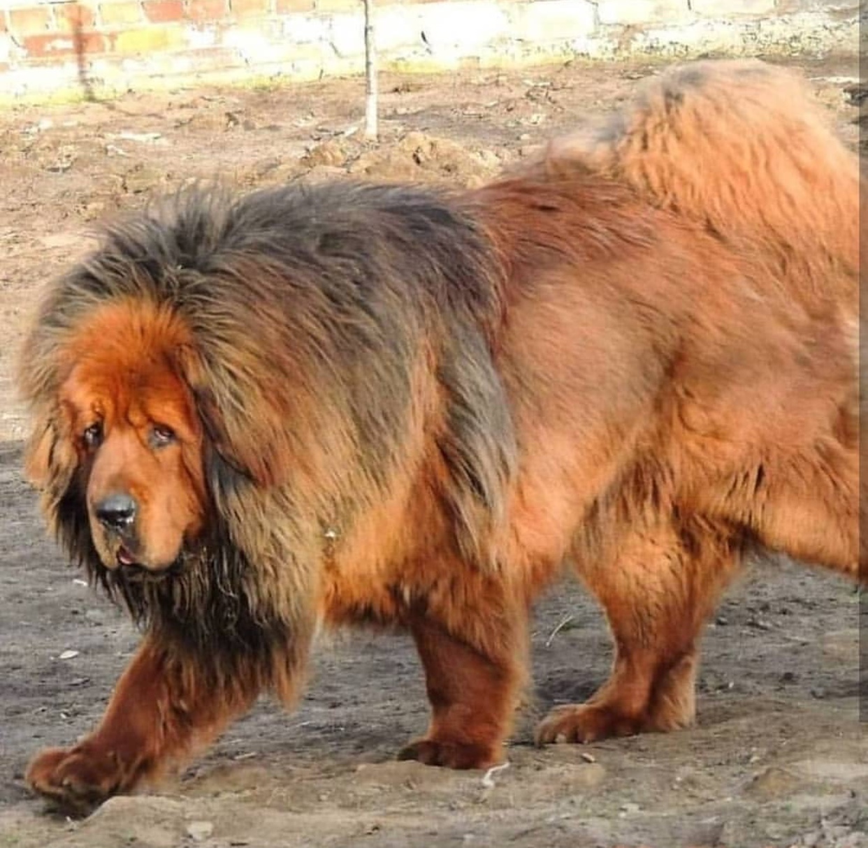 large Tibetan Mastiff taking a walk outdoors