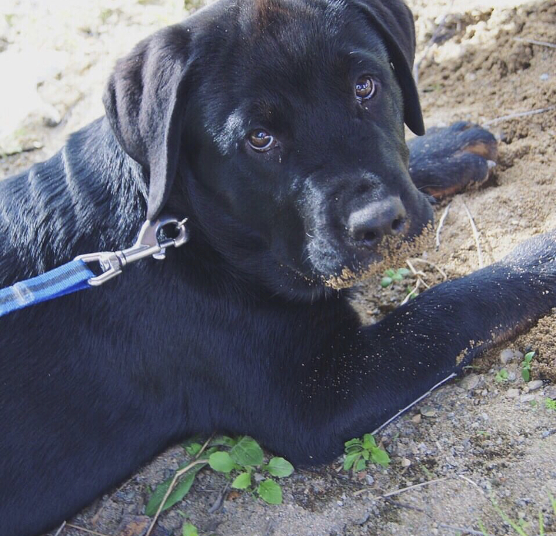 black Labratweiler lying down on the ground with dirt in its mouth