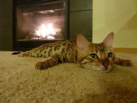 Bengal Cat lying down in flat relaxed position
