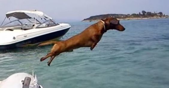 Dachshund jumping towards the sea