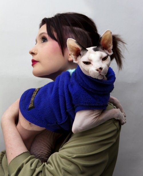 Sphynx Cat on the lady's shoulder