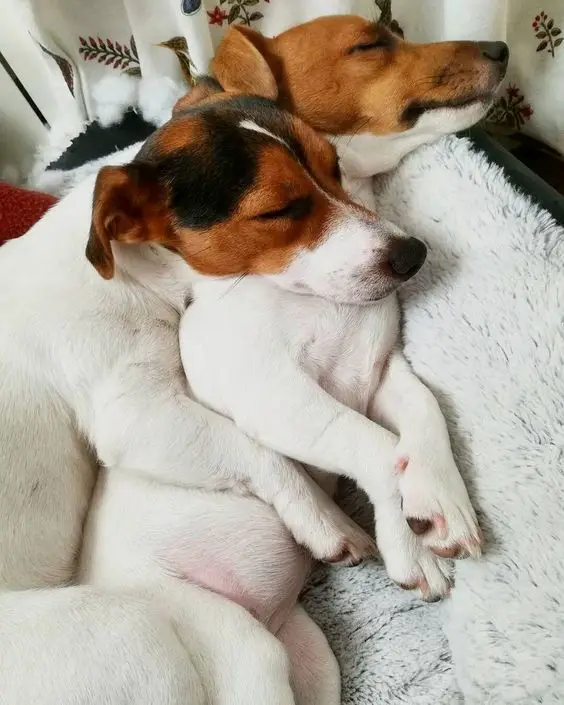 two Jack Russells sleeping together on their bed