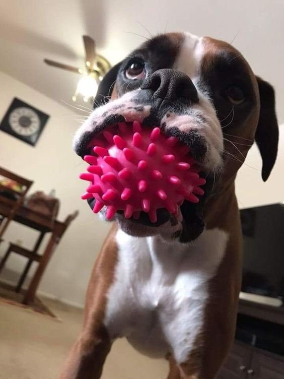 A Boxer standing on the floor with a ball in its mouth