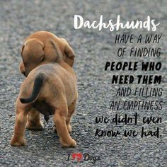 walking Dachshund puppy with a quote 