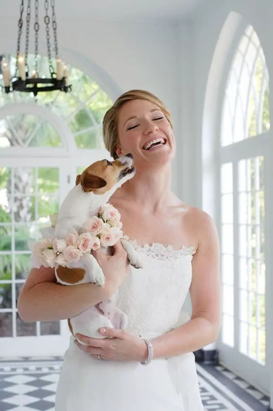a bride holding her Jack Russell who is kissing her cheeks