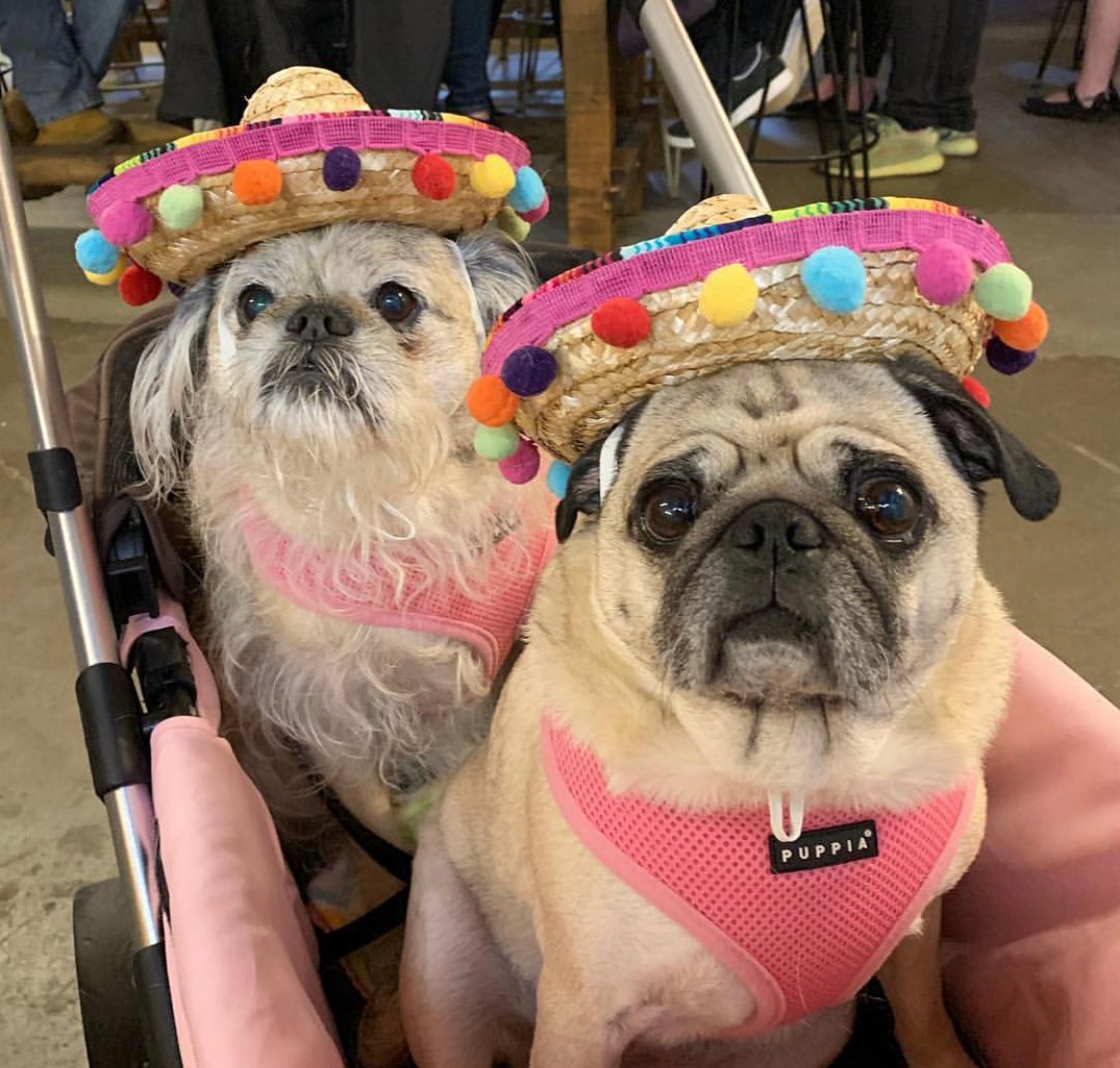 two Pugs sitting inside the stroller wearing a mexican hat