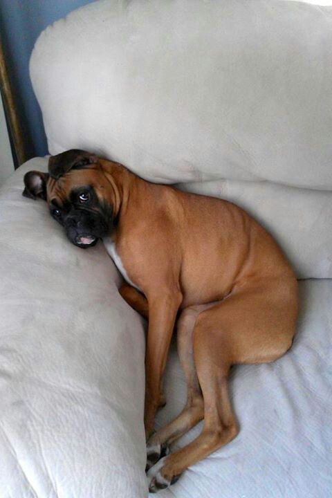 Boxer dog resting on the couch