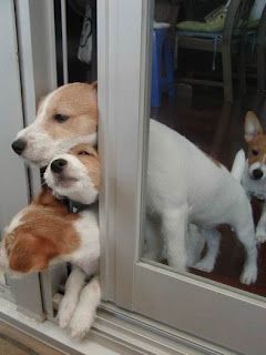Jack Russell squeezing through the window along with other dogs