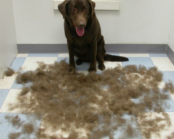 chocolate brown Labrador Retriever sitting on the floor with its shed fur
