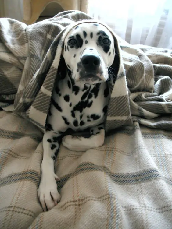 Dalmatian lying on the bed with blanket over its head