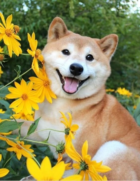 Shiba Inu sitting in the garden beside the yellow flowers