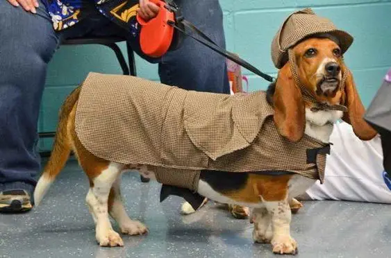 A Basset Hound in a french outfit while standing on the floor with its owner sitting on the chair behind him