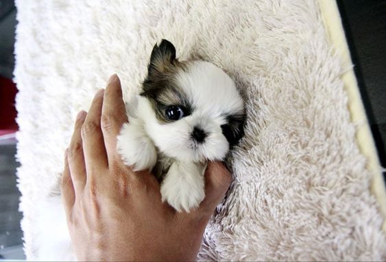 hand touching a small cute Shih Tzu puppy