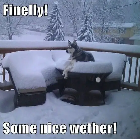 A husky lying on top of the table in the balcony during winter photo and with text - Finelly! Some nice wether!