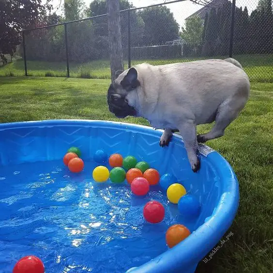 Pug jumping in a pool with balls