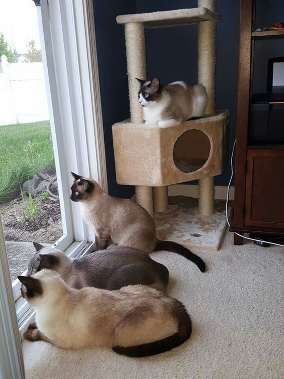 Siamese Cat on top of a cat house and the other one is looking outside the glass window