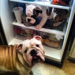 English Bulldogs in the refrigirator