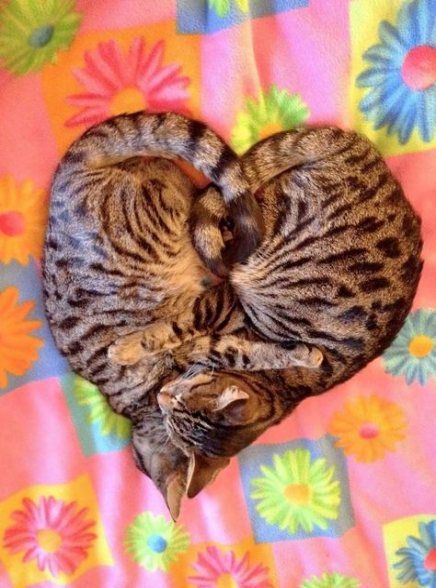 two Bengal Cat lying on the bed forming a heart shape