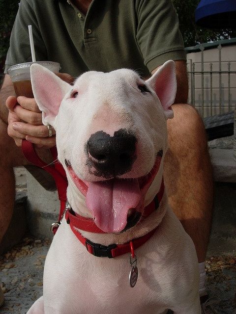 English Bull Terrier smiling with its tongue out while sitting on the floor