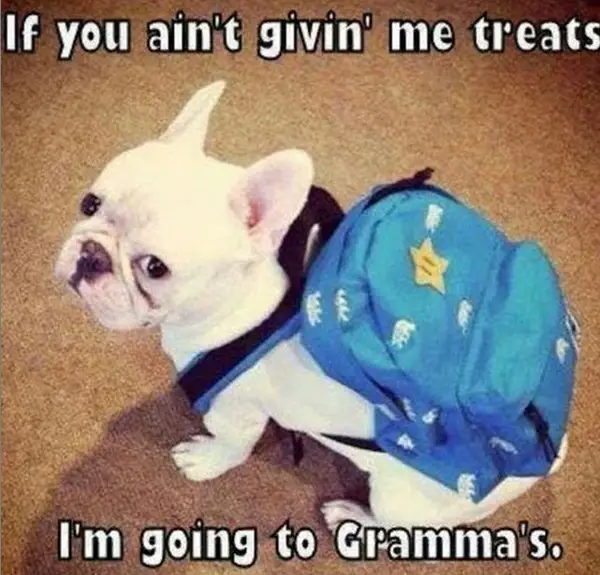 photo of a white Bulldog wearing a backpack with a text - If you ain't givin me treats. I'm going to grammas