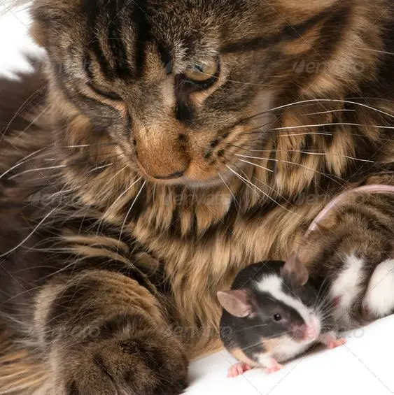 Maine Coon Cat with a mouse