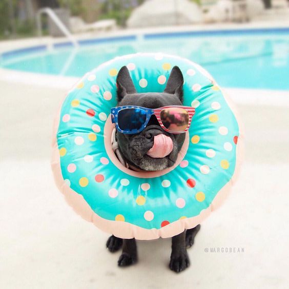 A French Bulldog wearing a donut floatie by the pool and wearing sunglasses