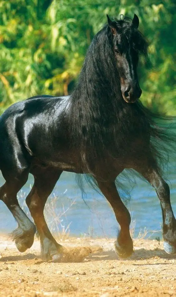 running black horse with long hair