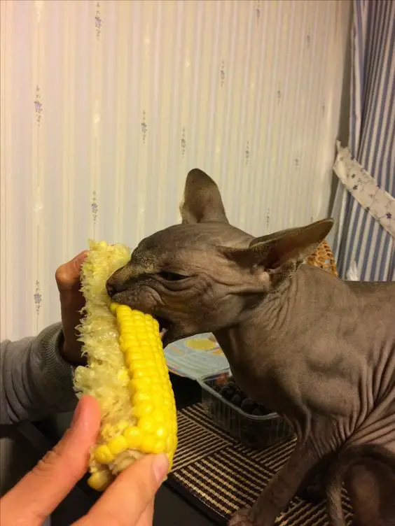 A brown Sphynx Cat eating a sweet corn