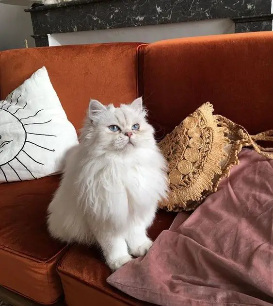 white Persian Cat sitting on top of the couch