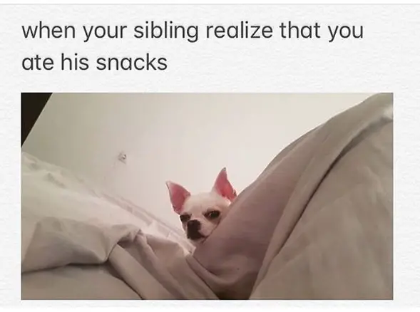 Chihuahua peeking from the bed with its suspicious face photo with caption 