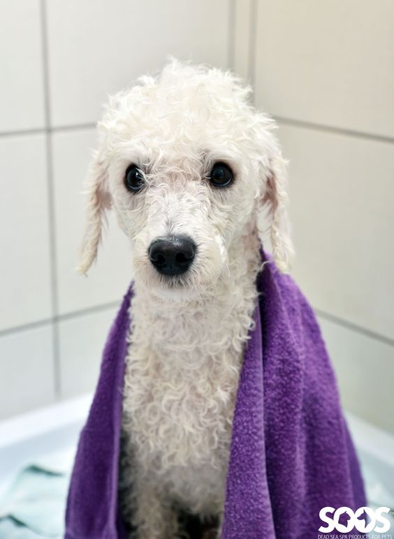 Poodle in the bathtub with purple towel around its shoulder