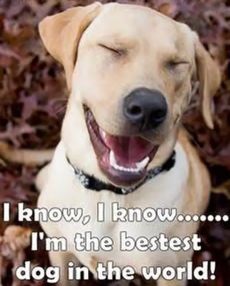 a smiling Labrador sitting on the ground photo and with text - I know, I know... I'm the bestest dog in the world!