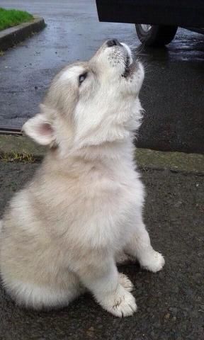 A howling Husky puppy while sitting on the pavement