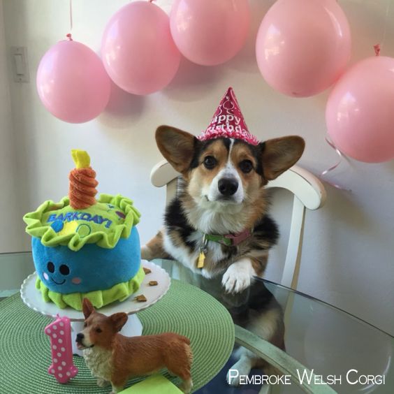 Corgi dog with a birthday hat on top of its head sitting on the chair with a cake in the table