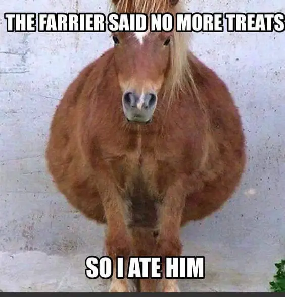 Funny Horse Meme of a horse with big tummy and a text 
