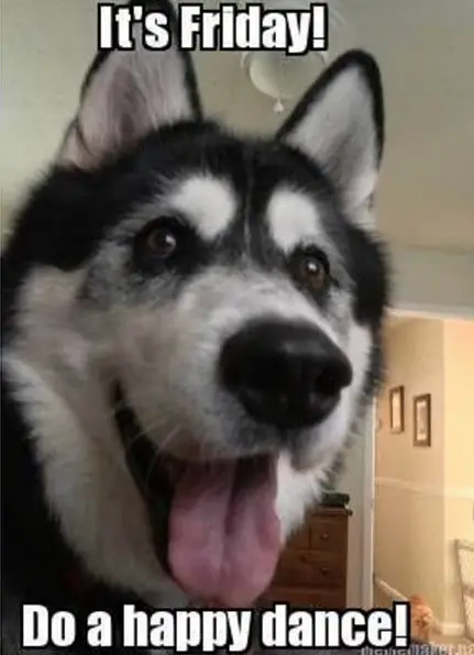 a happy Husky photo and with text - It's Friday! Do a happy dance!