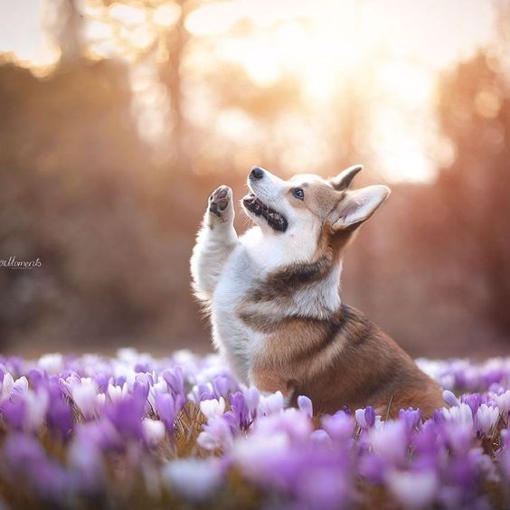 Corgi sitting sideways in the middle of the purple flowers while raising its right paw
