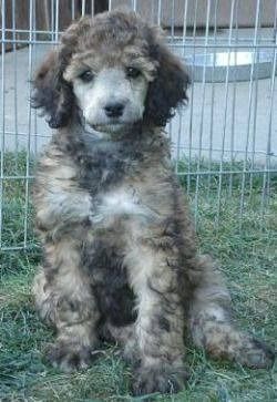 A Poodle sitting in the yard