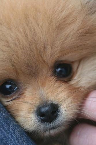 close up face of a Pomeranian