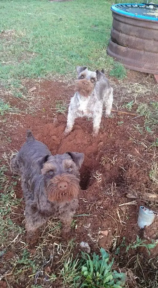 two Schnauzer standing on the ground with dirt in their muds and a dug hole in between them