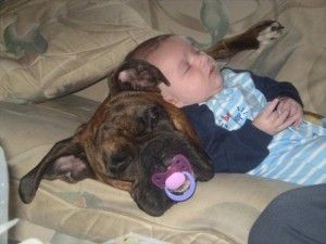 A boxer dog sleeping on the couch with a pacifier in its mouth while a baby is sleeping on top of his neck