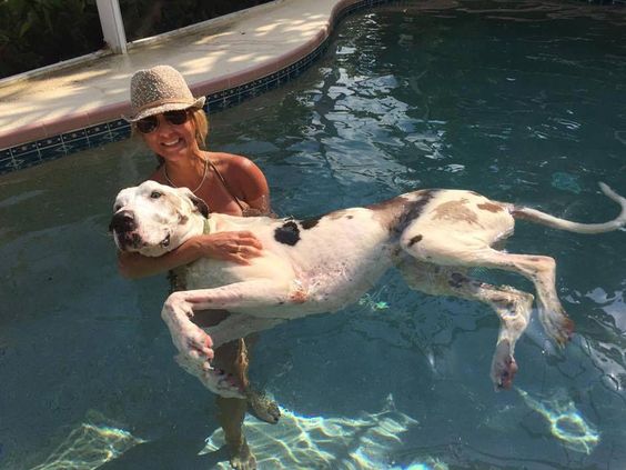 Great Dane learning how to swim in the pool with a woman