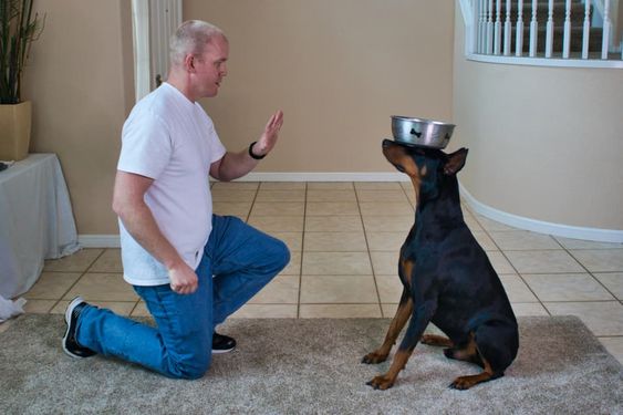 Doderman balancing the bowl on its forehead while a trainer is kneeling in front of him giving him a signal