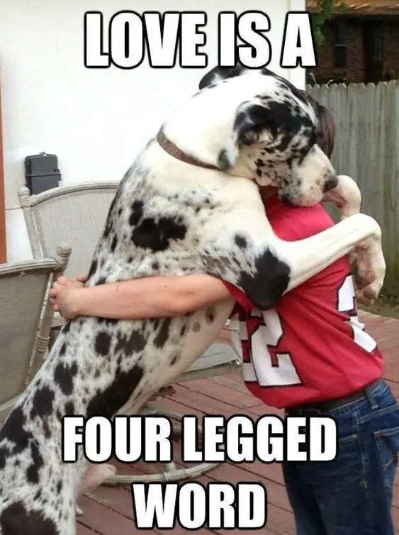 a woman huggiing a Great Dane dog photo with a text 