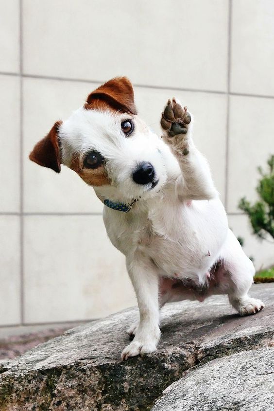 A Jack Russell sitting on top of the rock while raising its paw