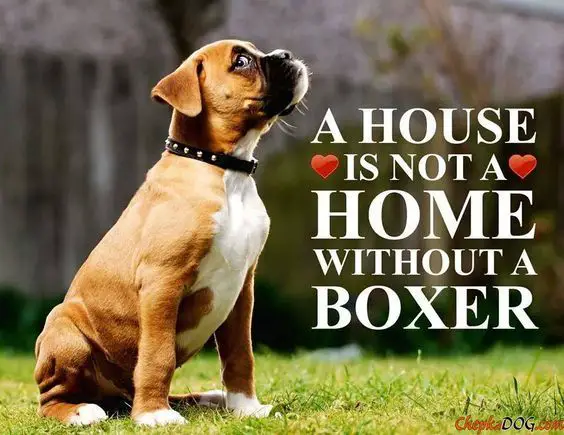 photo of a Boxer puppy sitting on the grass and with quote - A house is not a home without a Boxer