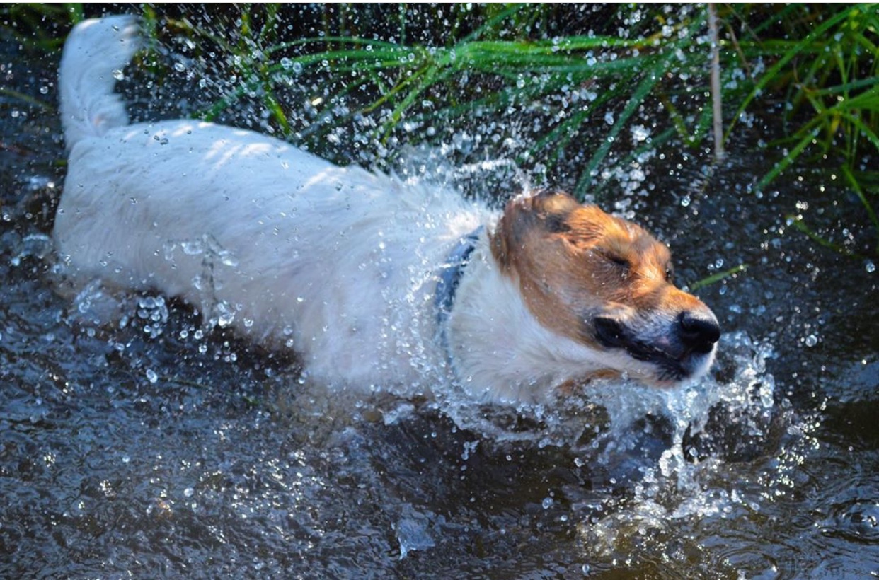 Jack Russell Terrier shaking its body while in the water
